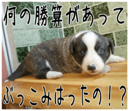 MIEDOG Welsh Corgi Cardigan sticker 4 sticker #14270043