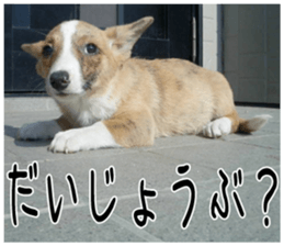 MIEDOG Welsh Corgi Cardigan sticker 4 sticker #14270044