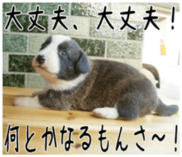 MIEDOG Welsh Corgi Cardigan sticker 4 sticker #14270045