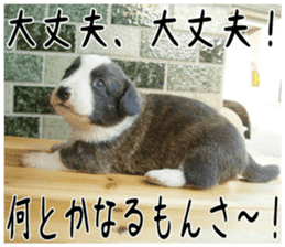 MIEDOG Welsh Corgi Cardigan sticker 4 sticker #14270045