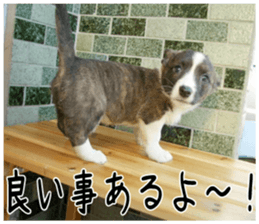 MIEDOG Welsh Corgi Cardigan sticker 4 sticker #14270046