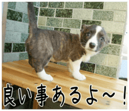 MIEDOG Welsh Corgi Cardigan sticker 4 sticker #14270046