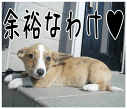 MIEDOG Welsh Corgi Cardigan sticker 4 sticker #14270047