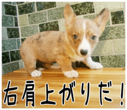 MIEDOG Welsh Corgi Cardigan sticker 4 sticker #14270048