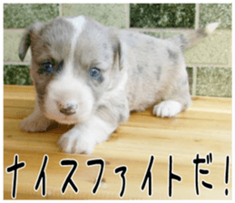 MIEDOG Welsh Corgi Cardigan sticker 4 sticker #14270049