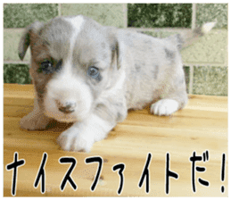 MIEDOG Welsh Corgi Cardigan sticker 4 sticker #14270049