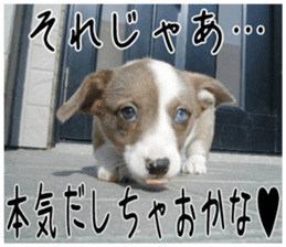 MIEDOG Welsh Corgi Cardigan sticker 4 sticker #14270050