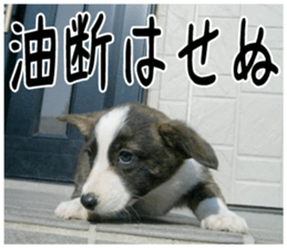 MIEDOG Welsh Corgi Cardigan sticker 4 sticker #14270051