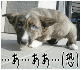 MIEDOG Welsh Corgi Cardigan sticker 4 sticker #14270054