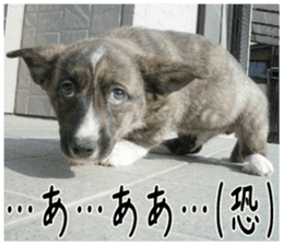 MIEDOG Welsh Corgi Cardigan sticker 4 sticker #14270054
