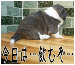 MIEDOG Welsh Corgi Cardigan sticker 4 sticker #14270056