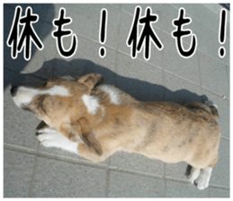 MIEDOG Welsh Corgi Cardigan sticker 4 sticker #14270057