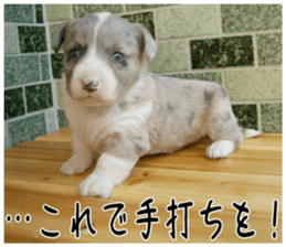 MIEDOG Welsh Corgi Cardigan sticker 4 sticker #14270058