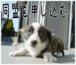 MIEDOG Welsh Corgi Cardigan sticker 4 sticker #14270060