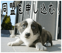 MIEDOG Welsh Corgi Cardigan sticker 4 sticker #14270060