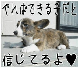 MIEDOG Welsh Corgi Cardigan sticker 4 sticker #14270061