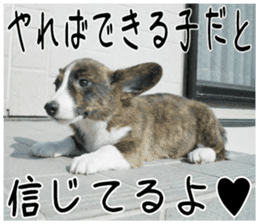 MIEDOG Welsh Corgi Cardigan sticker 4 sticker #14270061