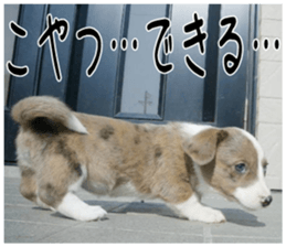 MIEDOG Welsh Corgi Cardigan sticker 4 sticker #14270062