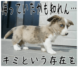 MIEDOG Welsh Corgi Cardigan sticker 4 sticker #14270063