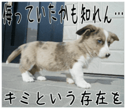 MIEDOG Welsh Corgi Cardigan sticker 4 sticker #14270063