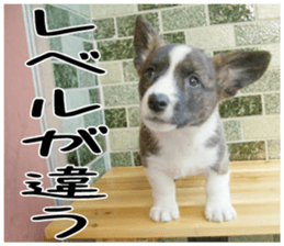 MIEDOG Welsh Corgi Cardigan sticker 4 sticker #14270064