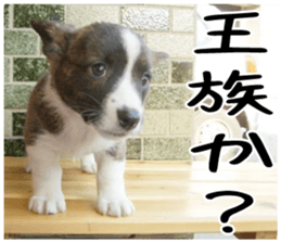 MIEDOG Welsh Corgi Cardigan sticker 4 sticker #14270065