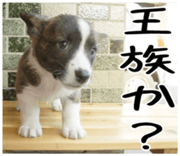 MIEDOG Welsh Corgi Cardigan sticker 4 sticker #14270065