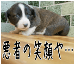 MIEDOG Welsh Corgi Cardigan sticker 4 sticker #14270066