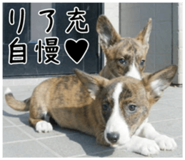 MIEDOG Welsh Corgi Cardigan sticker 4 sticker #14270068