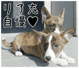 MIEDOG Welsh Corgi Cardigan sticker 4 sticker #14270068