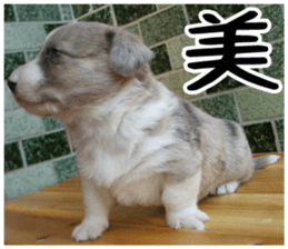 MIEDOG Welsh Corgi Cardigan sticker 4 sticker #14270069