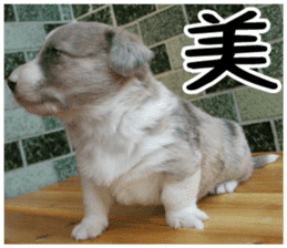 MIEDOG Welsh Corgi Cardigan sticker 4 sticker #14270069