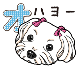 Wanko-Biyori Maltese sticker #14270790