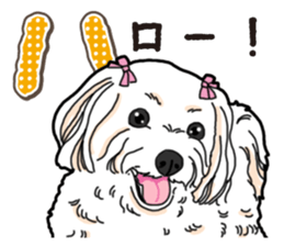 Wanko-Biyori Maltese sticker #14270793
