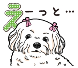 Wanko-Biyori Maltese sticker #14270794