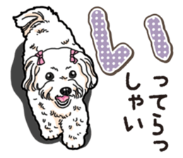 Wanko-Biyori Maltese sticker #14270795