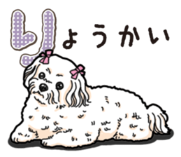 Wanko-Biyori Maltese sticker #14270800