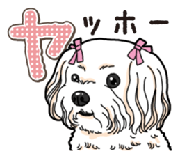 Wanko-Biyori Maltese sticker #14270801