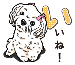 Wanko-Biyori Maltese sticker #14270802