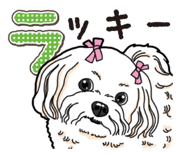 Wanko-Biyori Maltese sticker #14270806