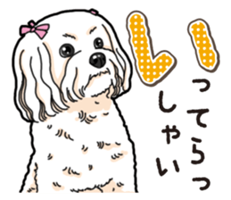 Wanko-Biyori Maltese sticker #14270807