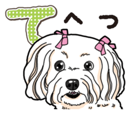 Wanko-Biyori Maltese sticker #14270809