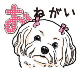 Wanko-Biyori Maltese sticker #14270811