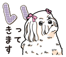 Wanko-Biyori Maltese sticker #14270814