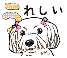 Wanko-Biyori Maltese sticker #14270815