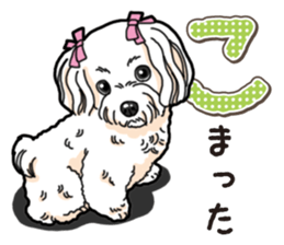 Wanko-Biyori Maltese sticker #14270824