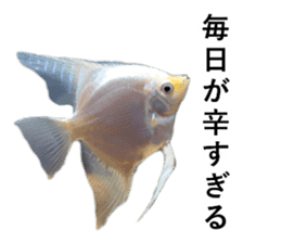 Tropical Fish Sticker Collection sticker #14272010
