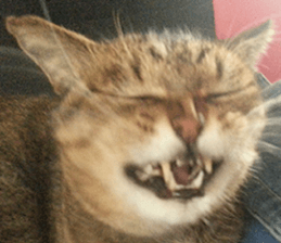 NANA STANP sticker #14272664