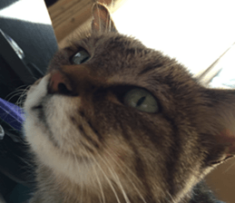 NANA STANP sticker #14272667