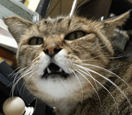 NANA STANP sticker #14272671